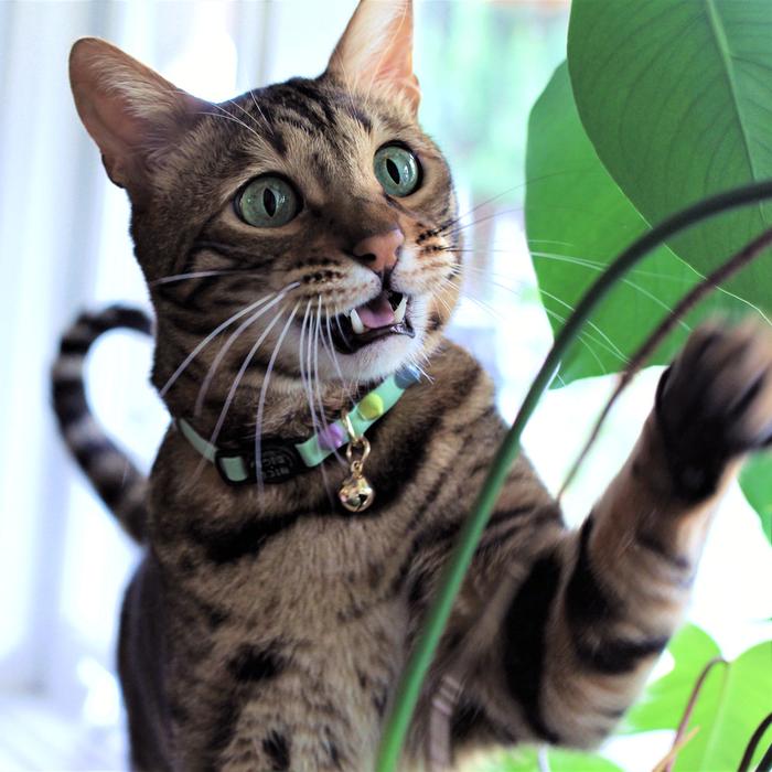 Spike Leather Cat Collar - Sorbet Pistachio - Nice Digs