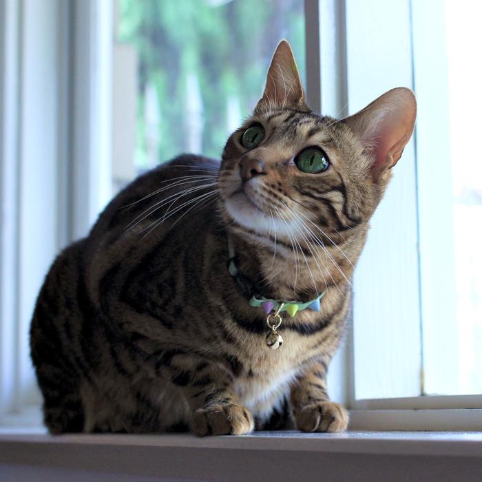 Spike Leather Cat Collar - Sorbet Pistachio - Nice Digs