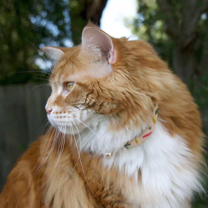 JUNGLE CONFETTI LEATHER CAT COLLAR - Nice Digs