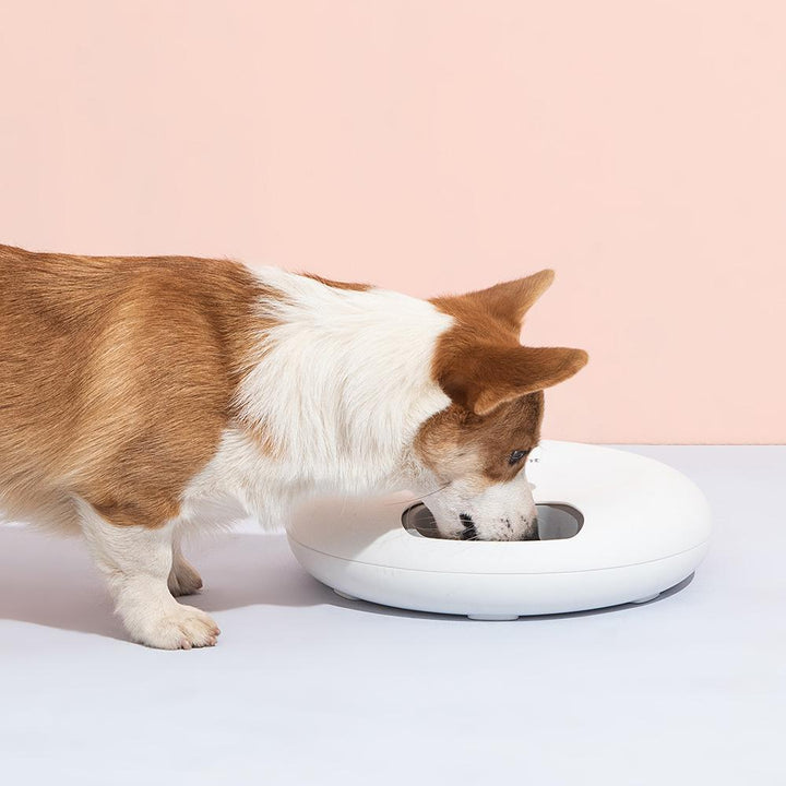 Petwant Automatic Pet Feeder 6-Meals White