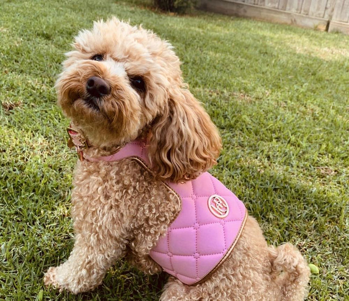 pink leather dog harness being worn in yard