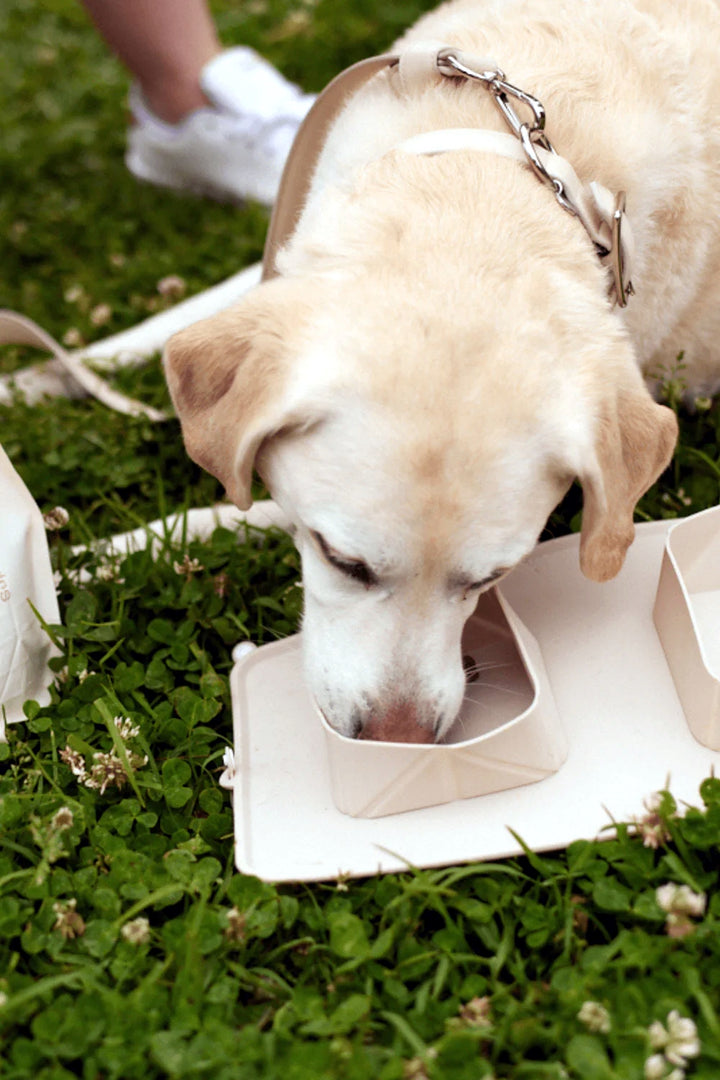 Maxbone Go! Portable Dog Bowl