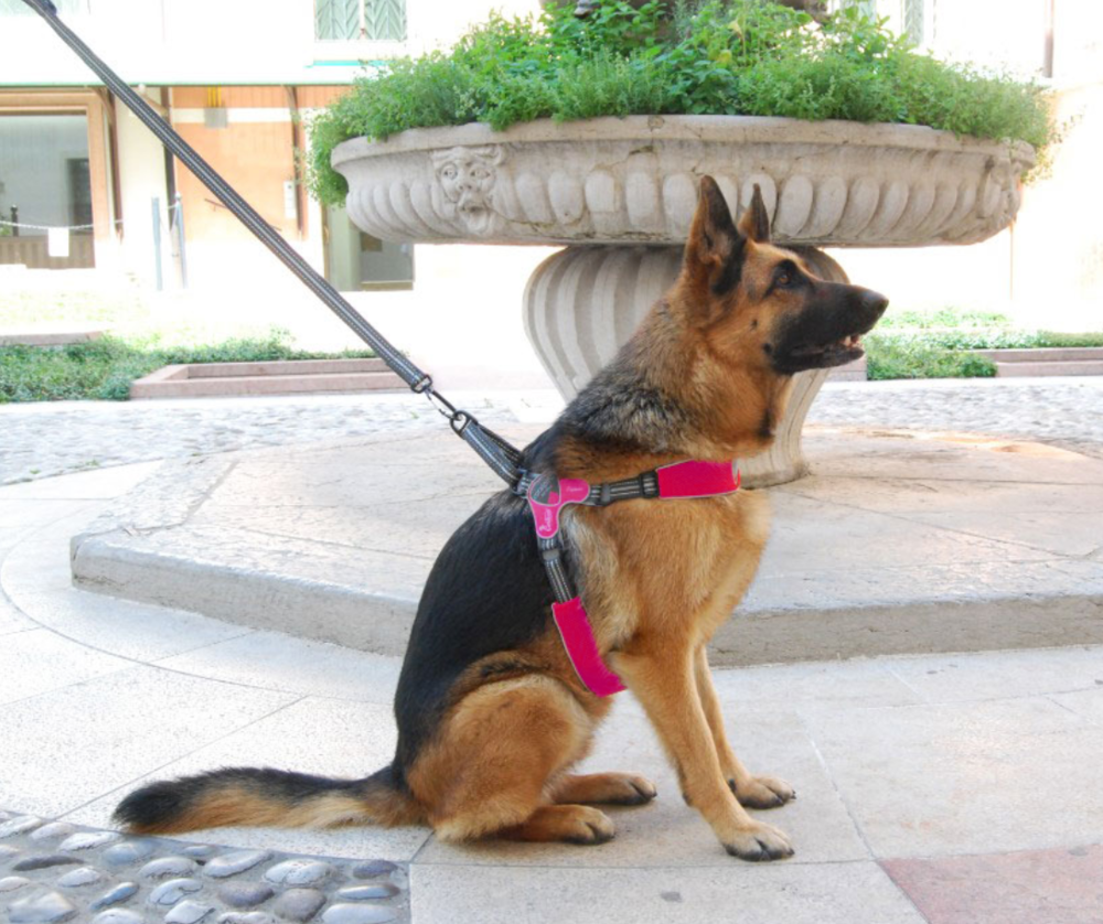 DOG HARNESS - FIAMES FOR THE LARGER DOG - BLUE AND PINK AVAILABLE