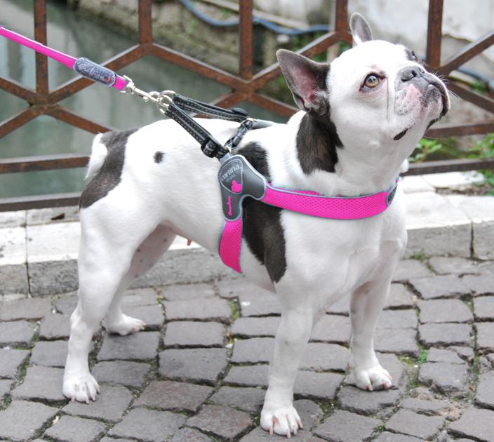 DOG HARNESS - THE CINQUETORRI PINK