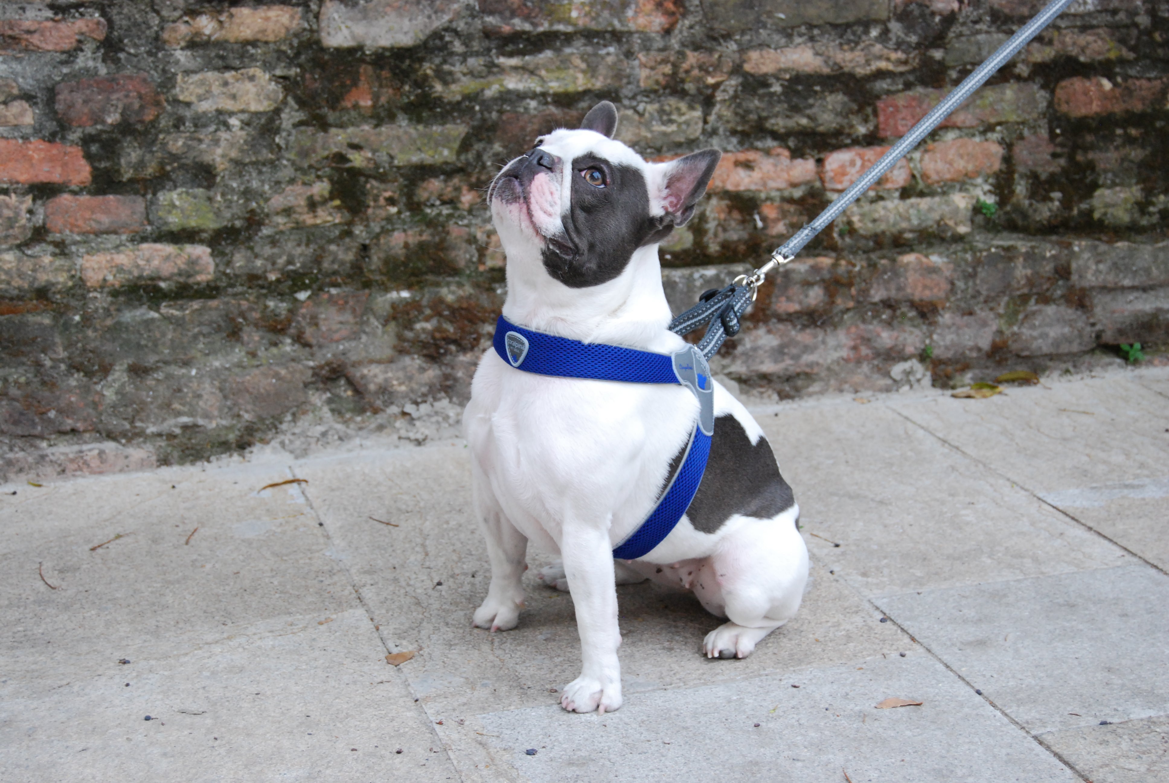 Cortina dog sales harness