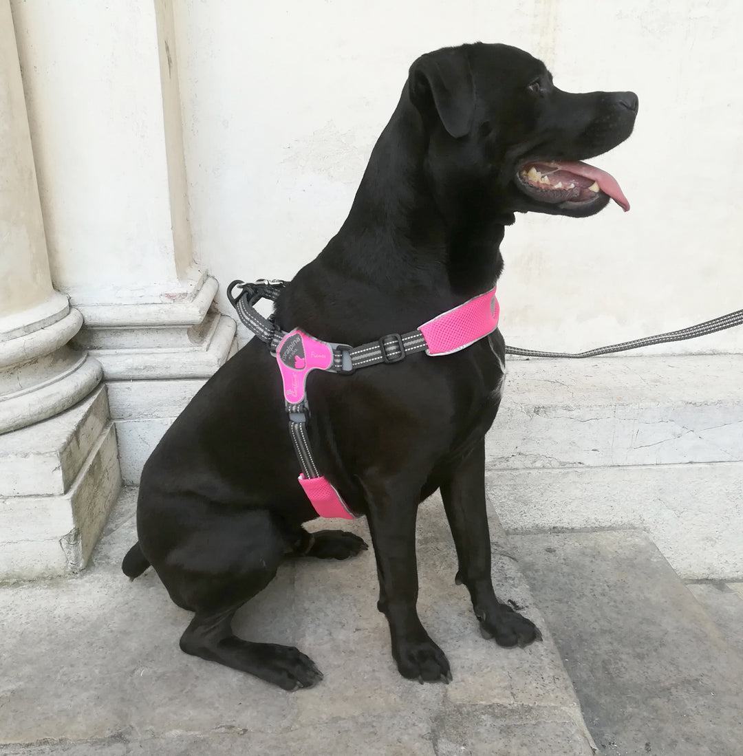 DOG HARNESS - THE CINQUETORRI PINK