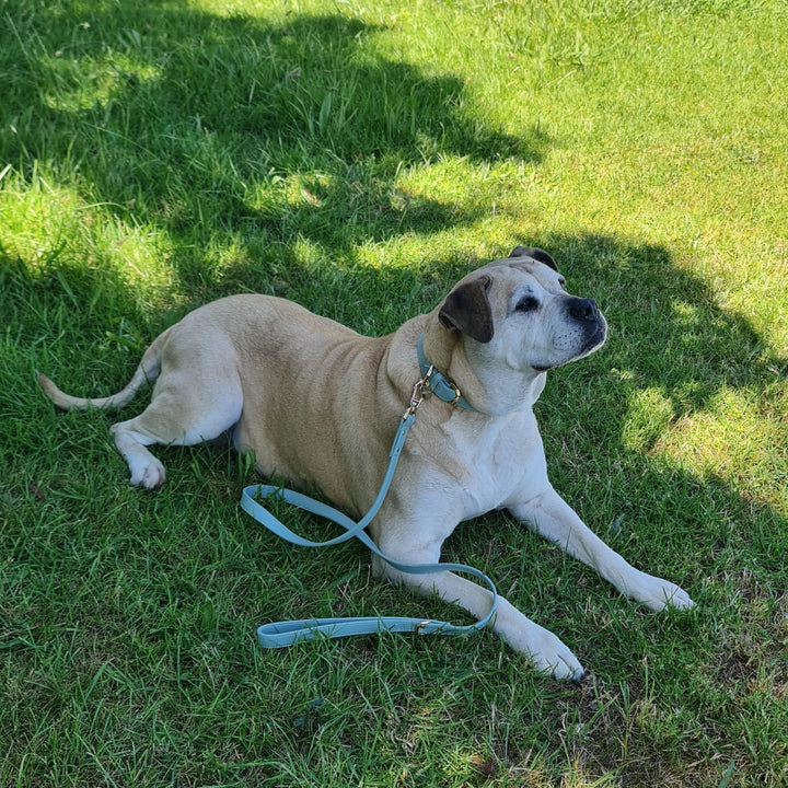 Leather Dog Collar - Sage