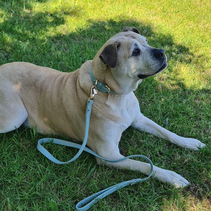 Leather Dog Collar - Sage