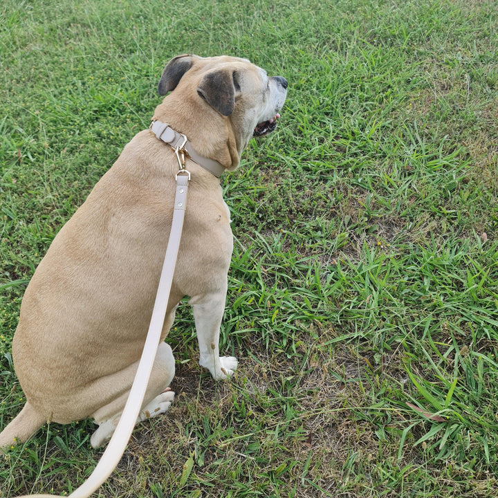 Leather Dog Collar - Taupe