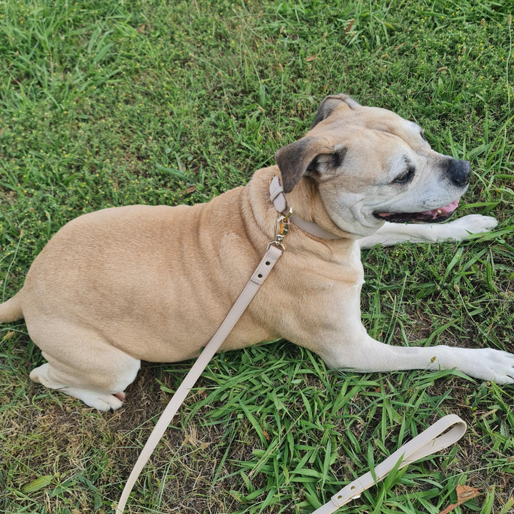 Leather Dog Collar - Taupe