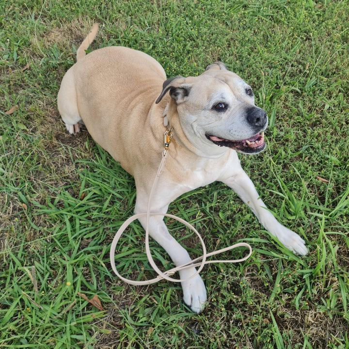 Leather Dog Collar - Taupe