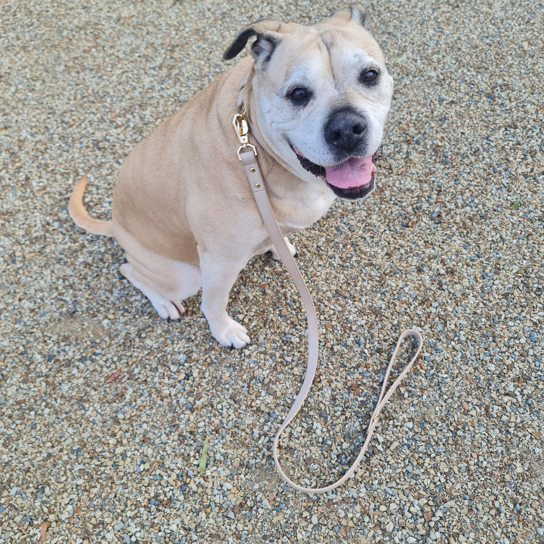 Leather Dog Collar - Taupe